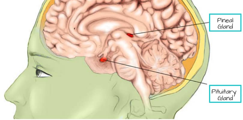 Diagram showing melatonin producing Pineal gland