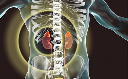 x ray view of the male torso highlighting adrenal glands