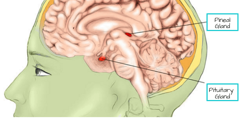 Diagram showing melatonin producing Pineal gland