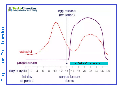 Fertility hormones progesterone, estradiol ovulation chart